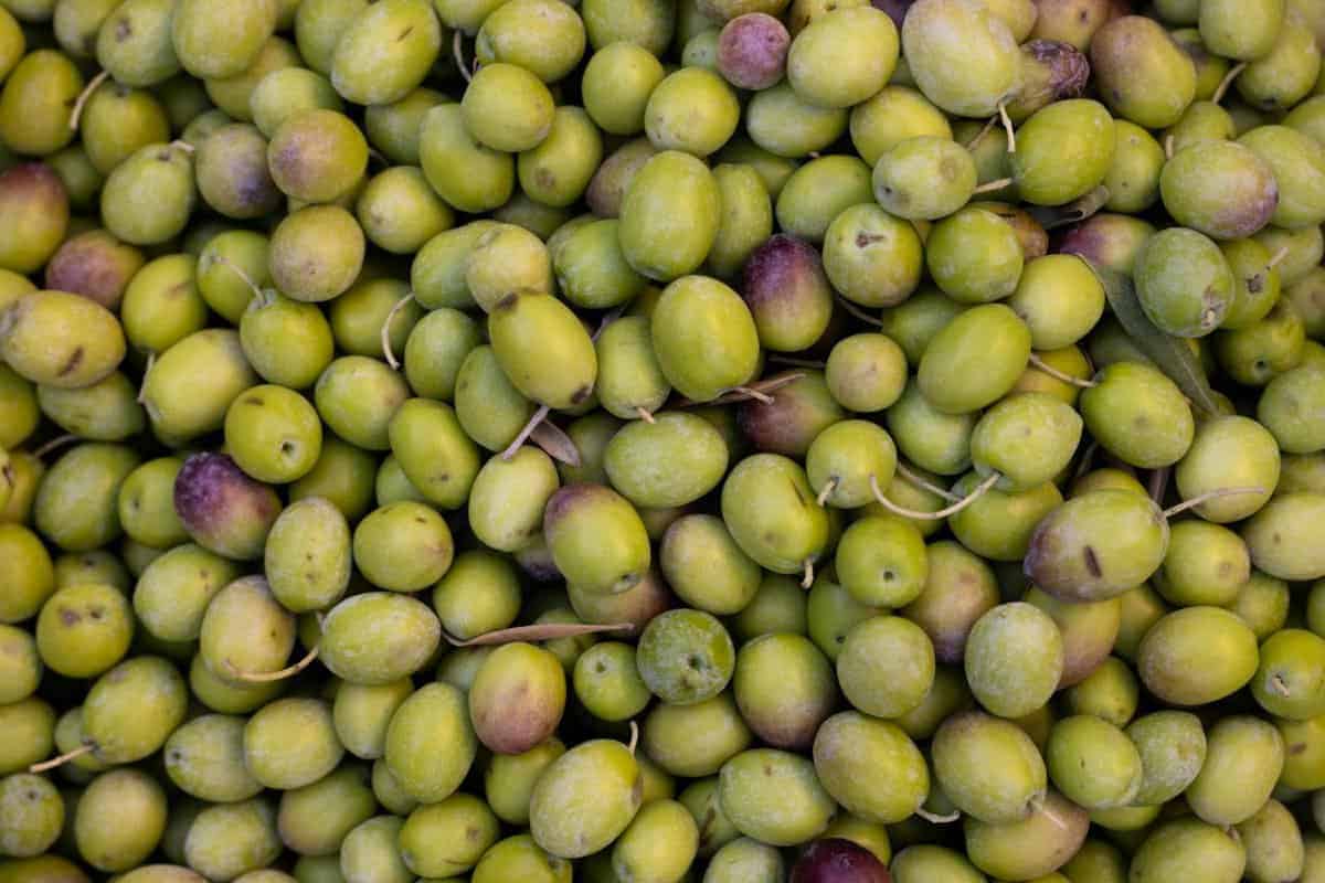 1. Olive Oil is Extracted from Fruit, Not Seeds