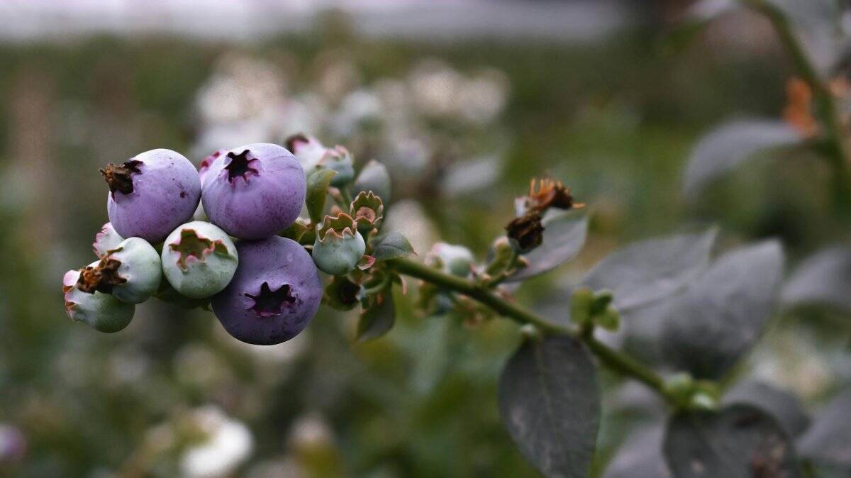 9. Blueberries