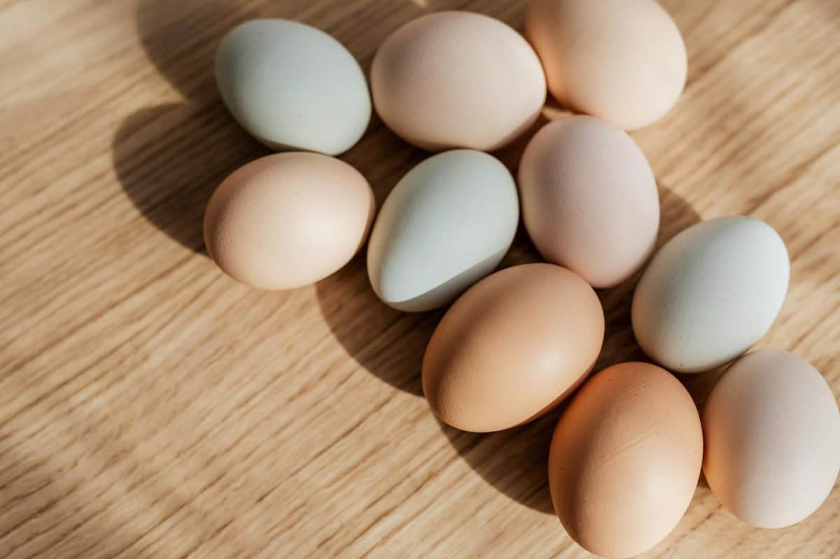 Protein-Rich Meals for Sustained Energy