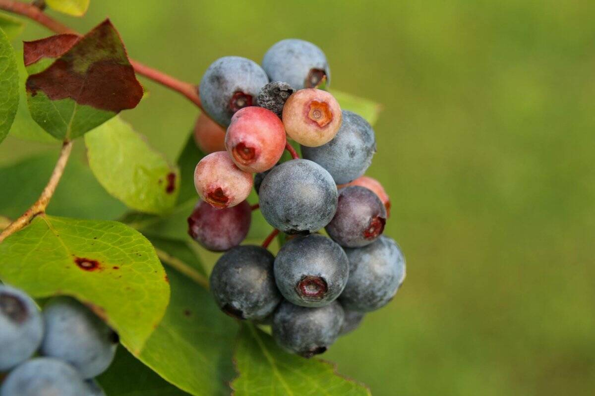 1. Blueberries