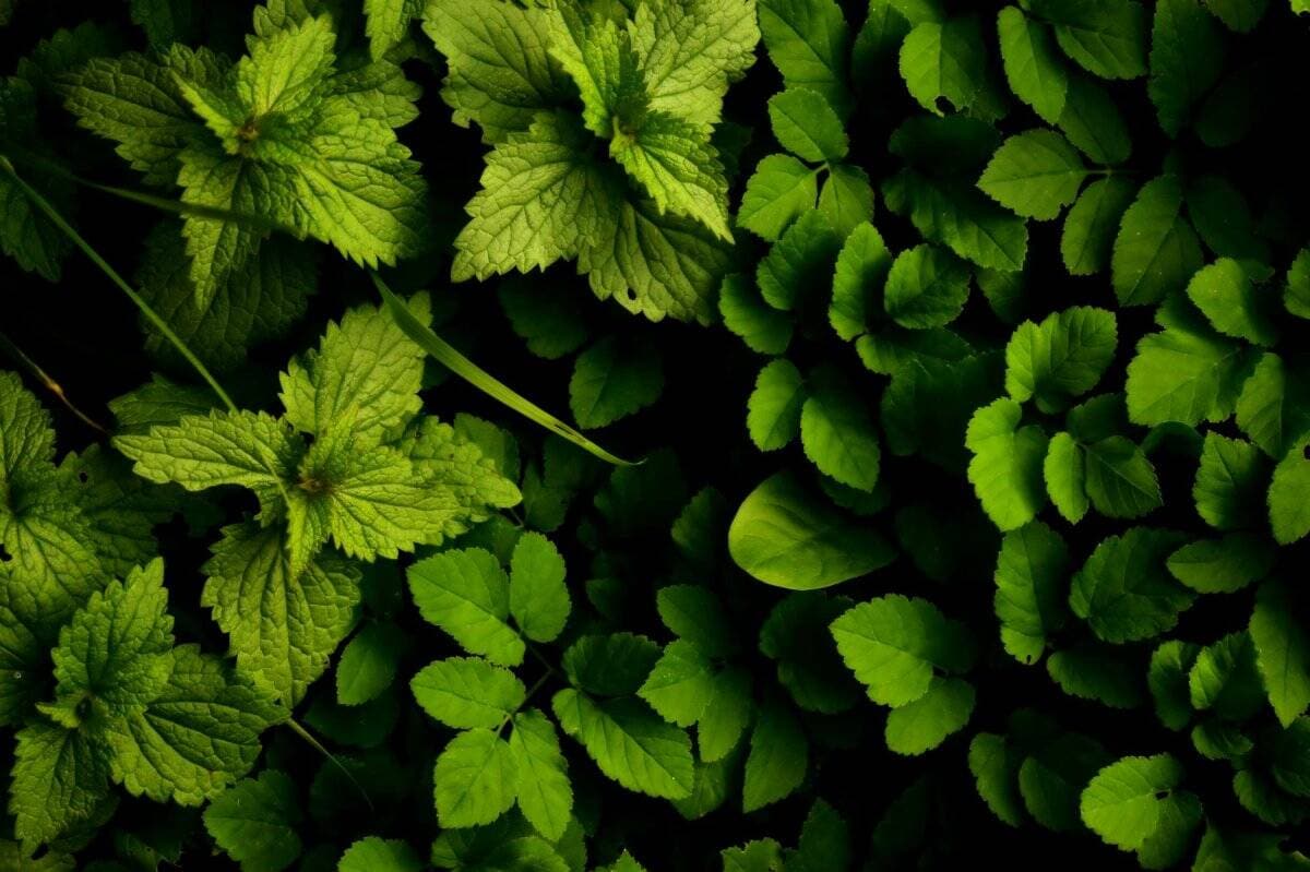 4. Mint: More Than Just a Flavor