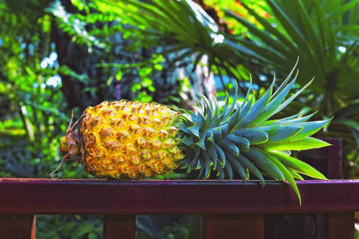 8. Pineapple