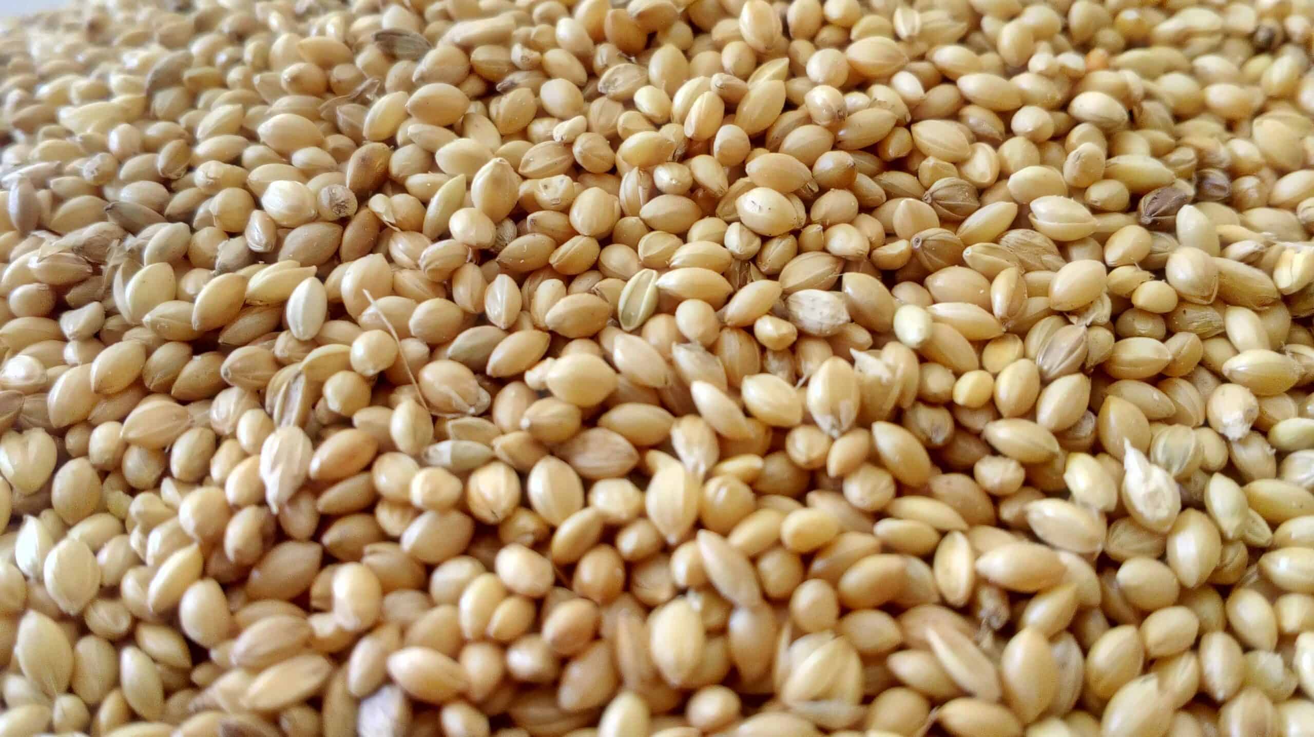 15. Dried Lentils