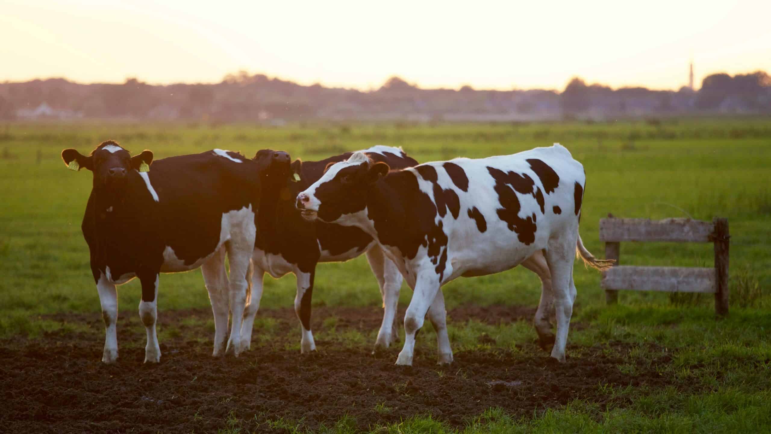 4. Reducing Pollution from Animal Agriculture