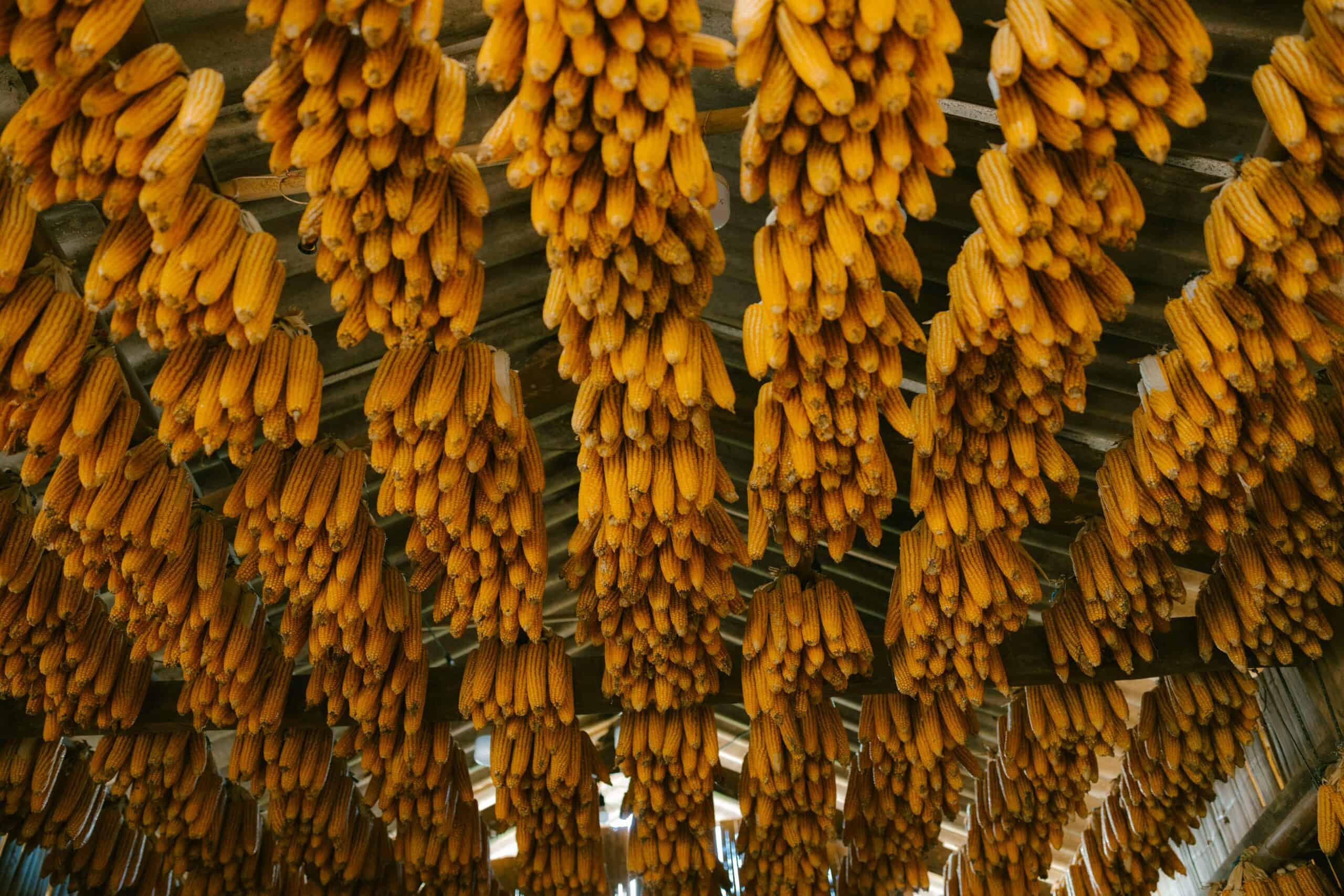 6. Supporting Global Food Security