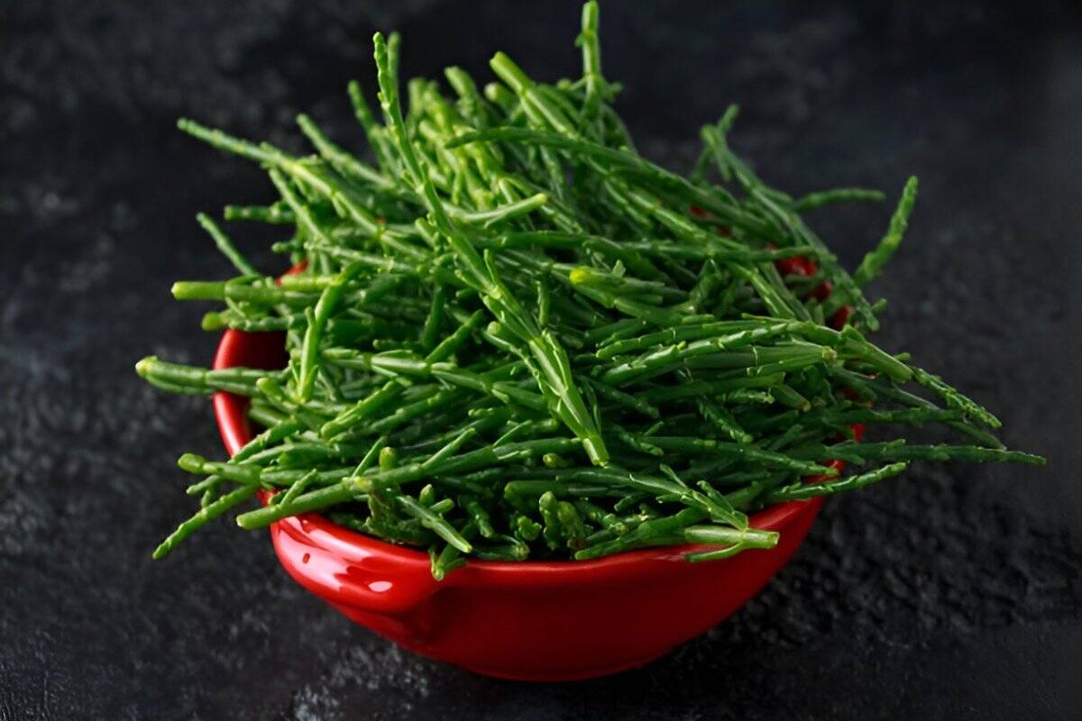 13. Sandfire (Samphire)