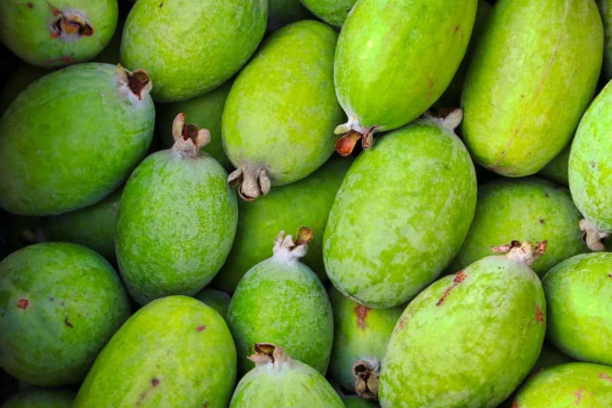 6. Feijoa (Pineapple Guava)