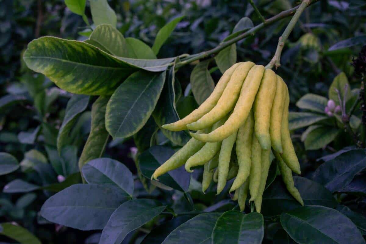 8. Buddha's Hand