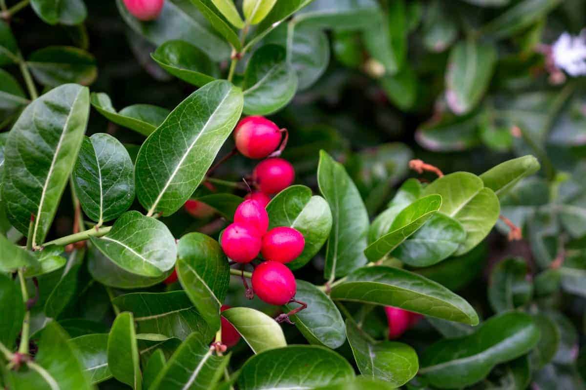 10. Miracle Fruit