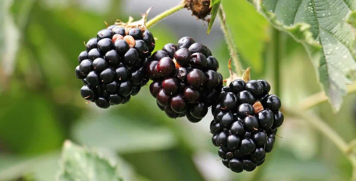 2. Blackberries