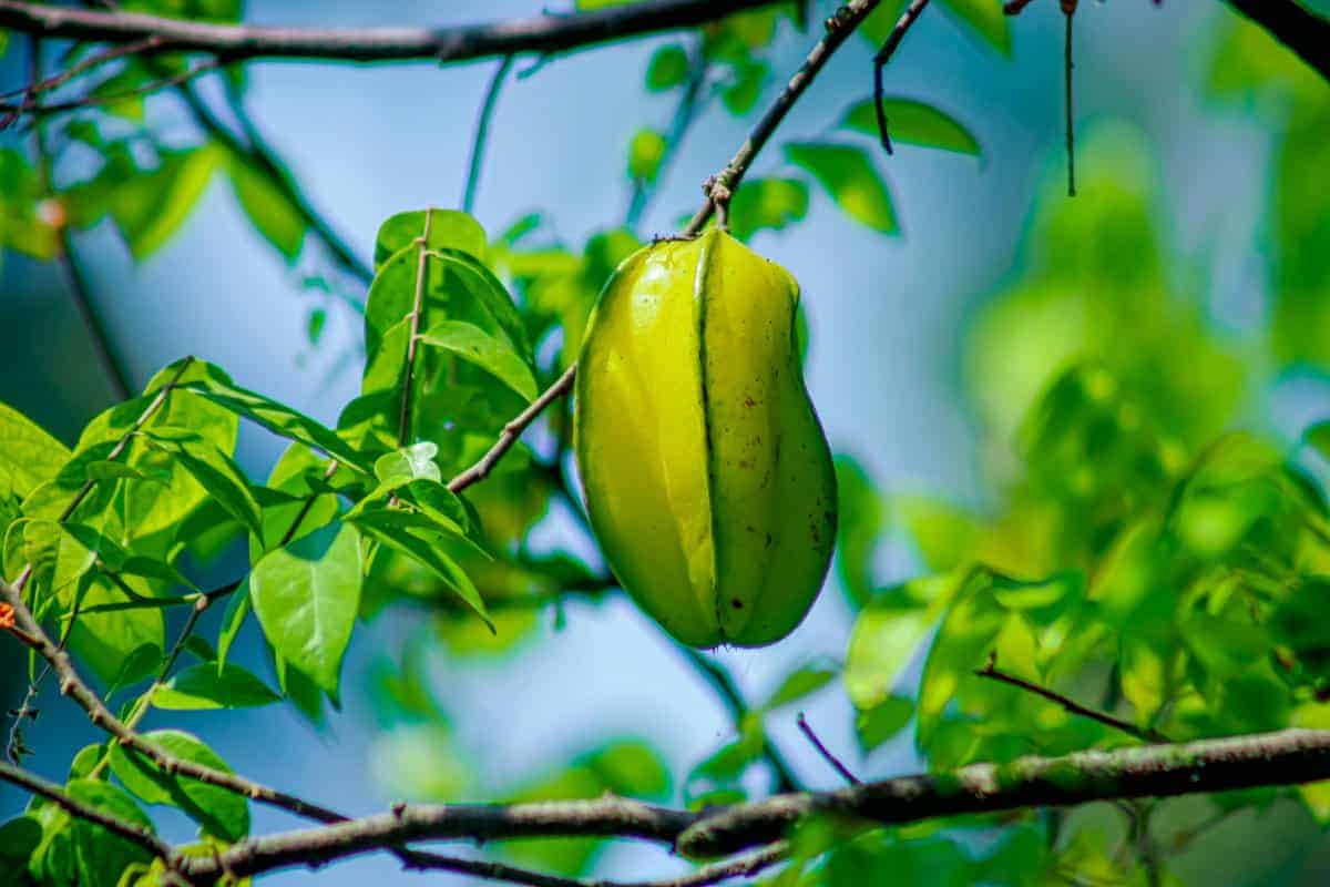 14. Starfruit (Carambola)