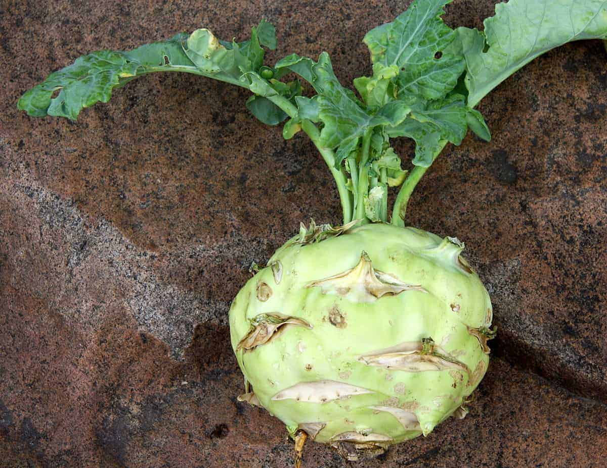 1. Kohlrabi