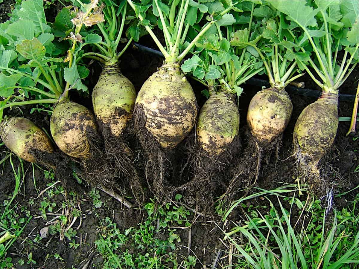 2. Rutabaga