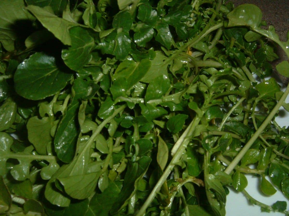 3. Watercress
