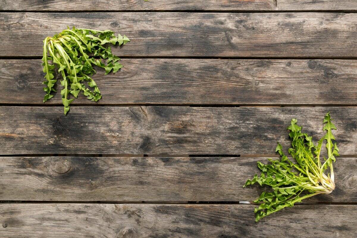 5. Dandelion Greens
