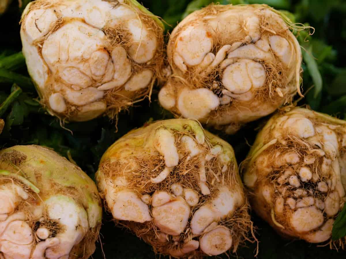 7. Celeriac (Celery Root)