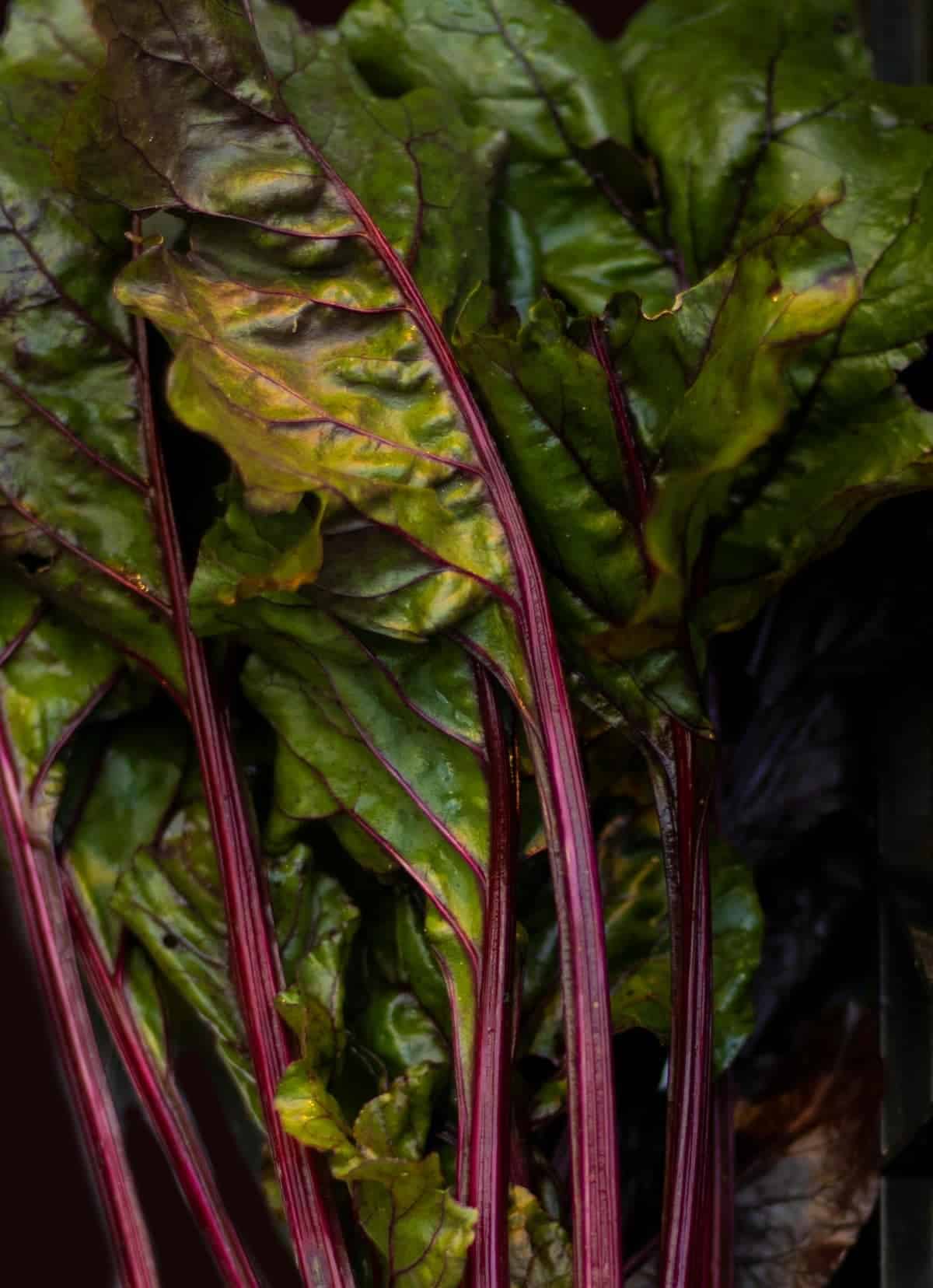 9. Beet Greens