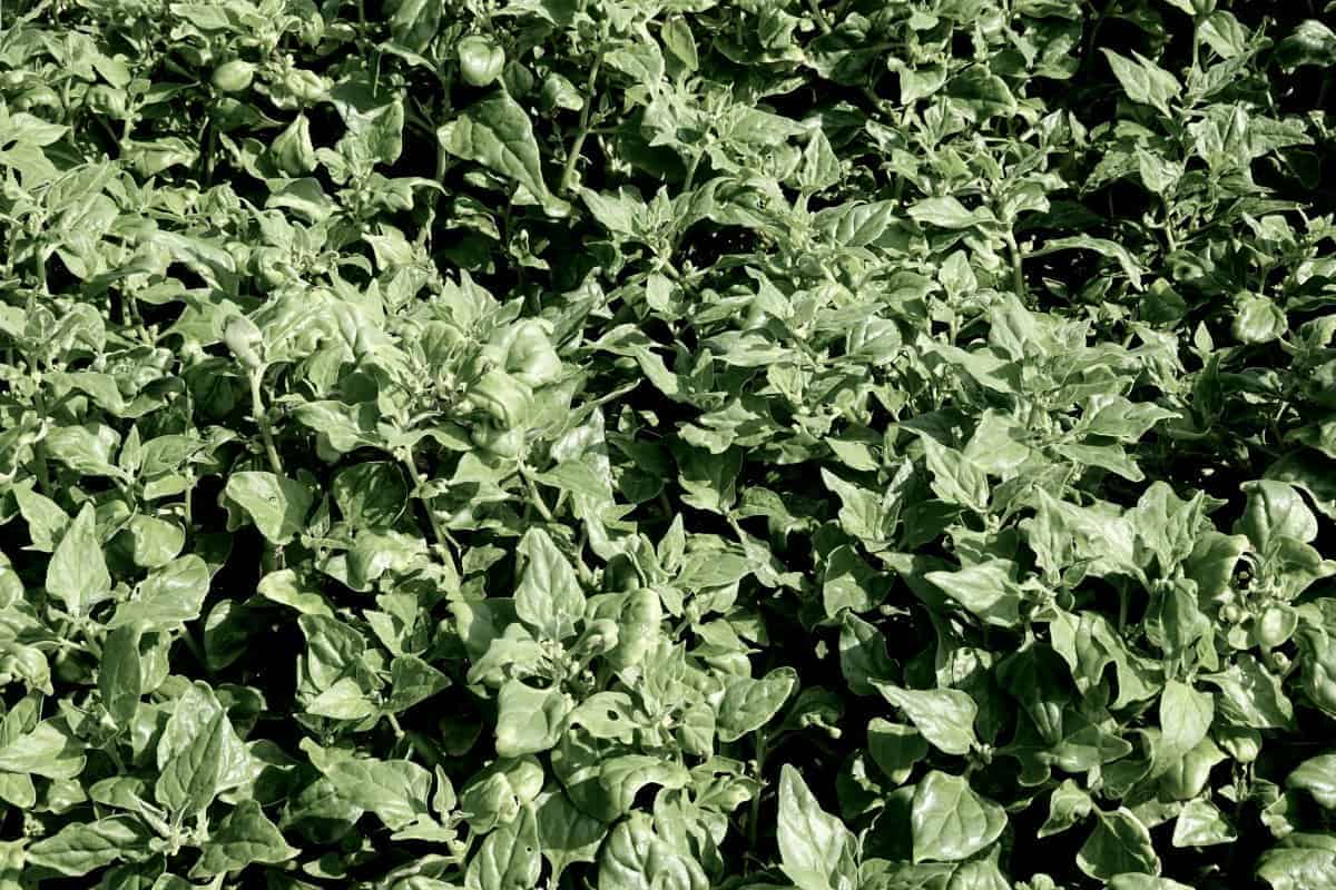 1. Spinach