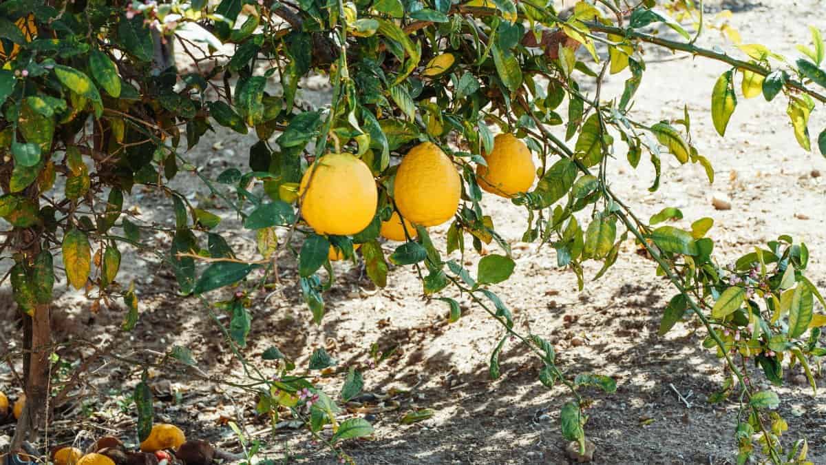 9. Lemons