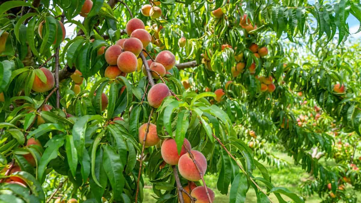 7. Peaches
