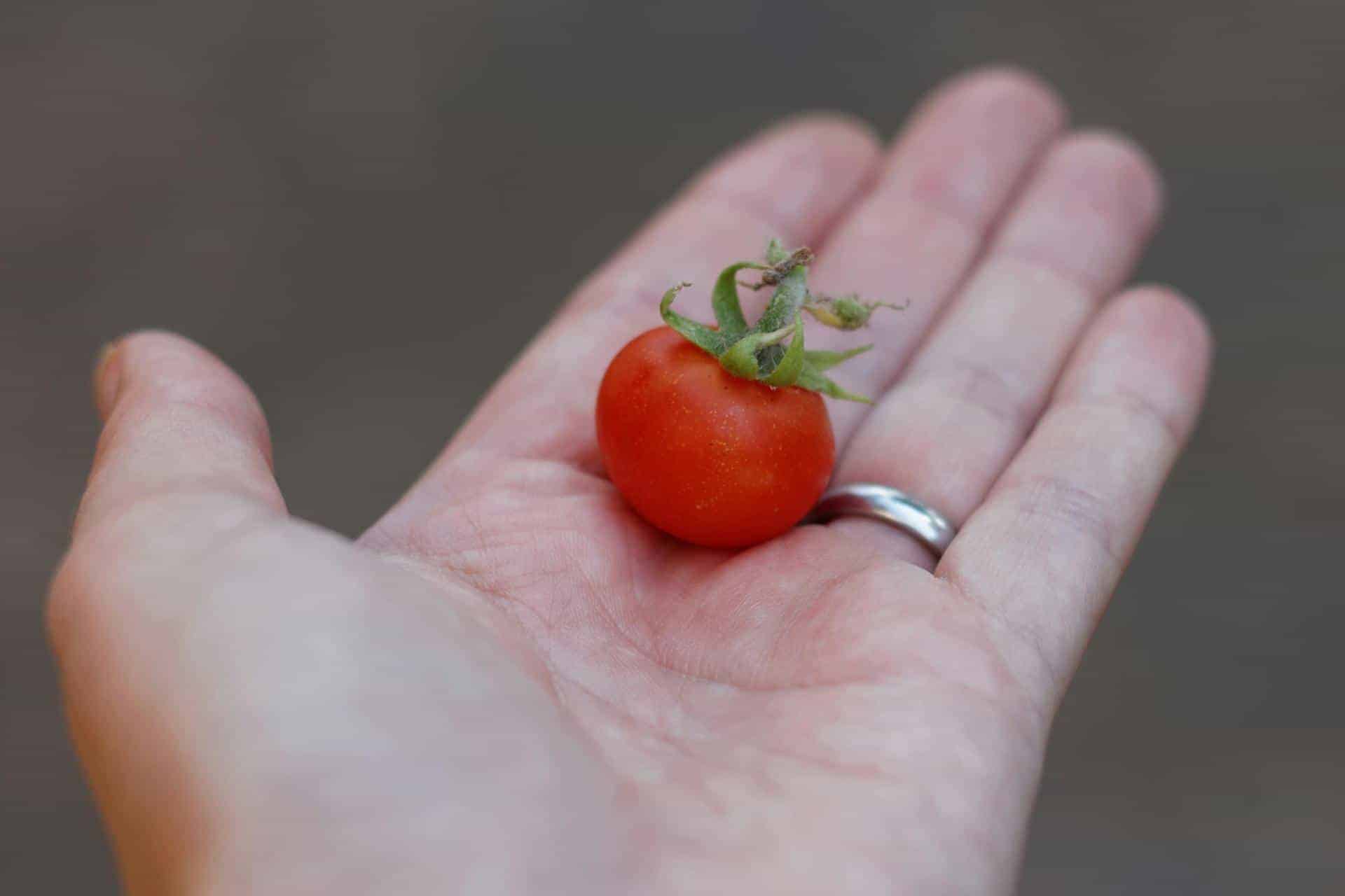 5. Cherry Tomatoes