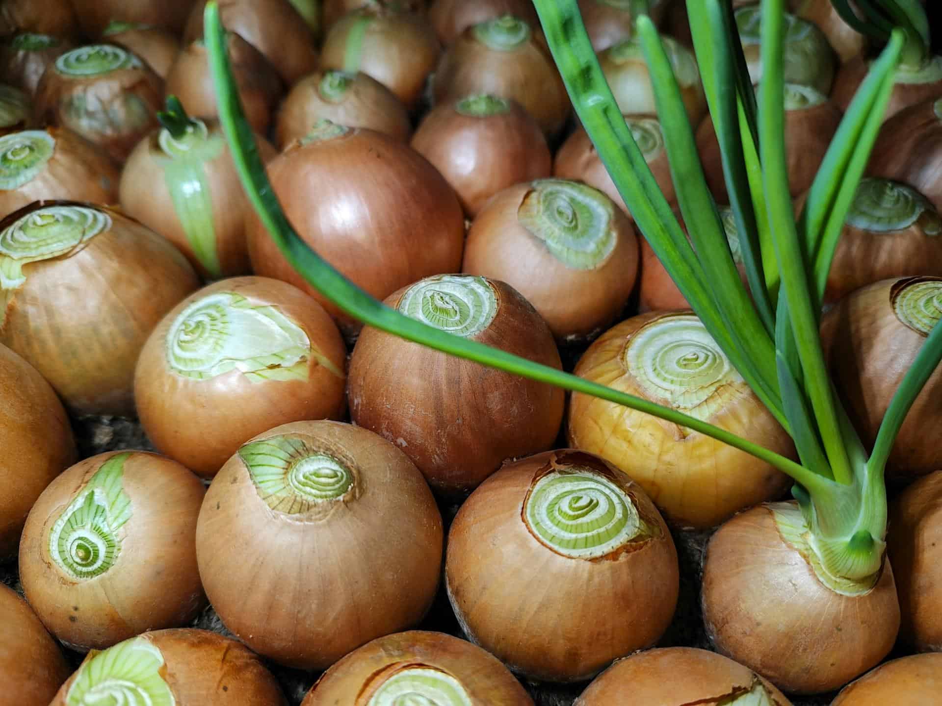 3. Green Onions (Scallions)