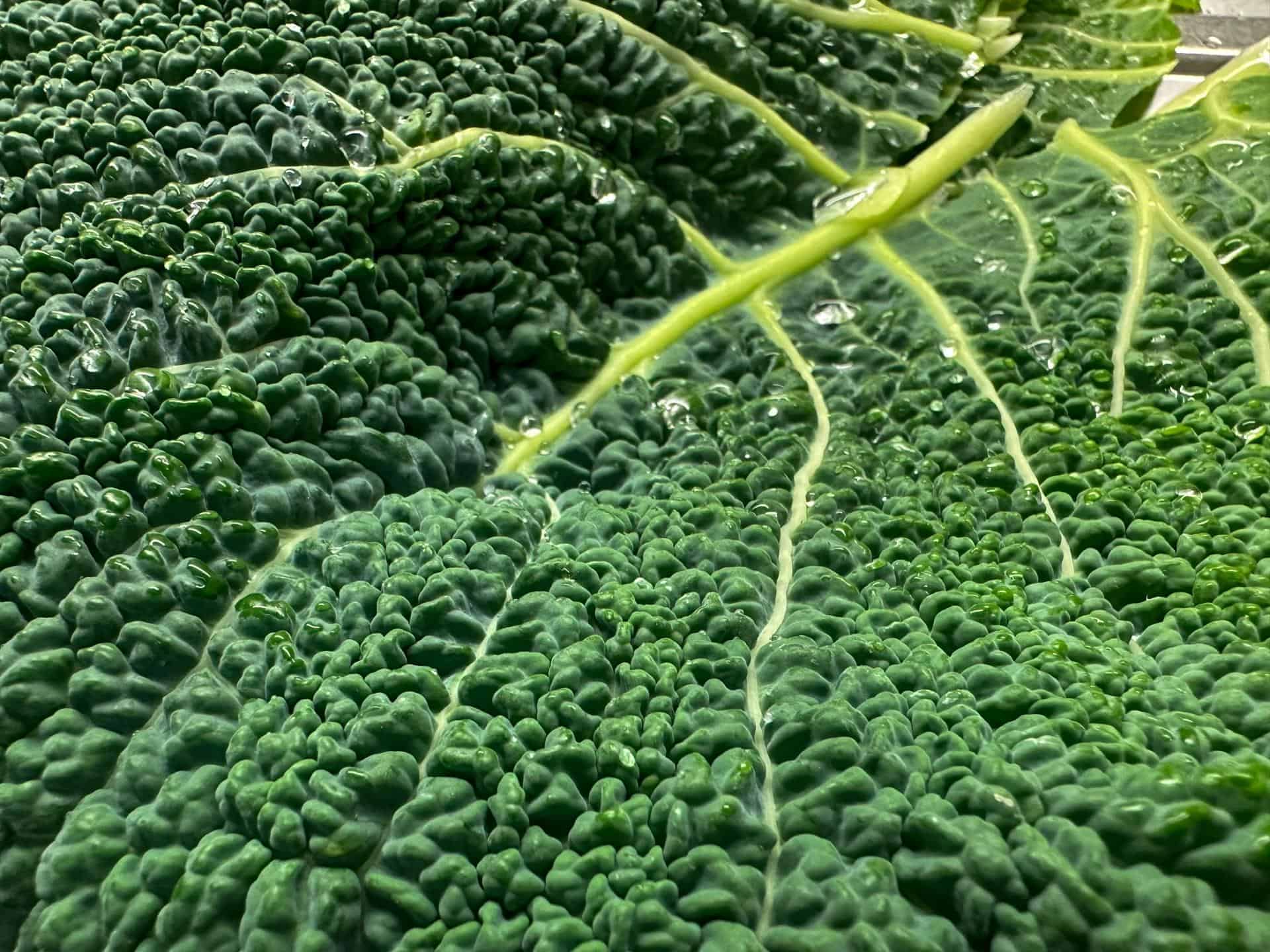 7. Kale