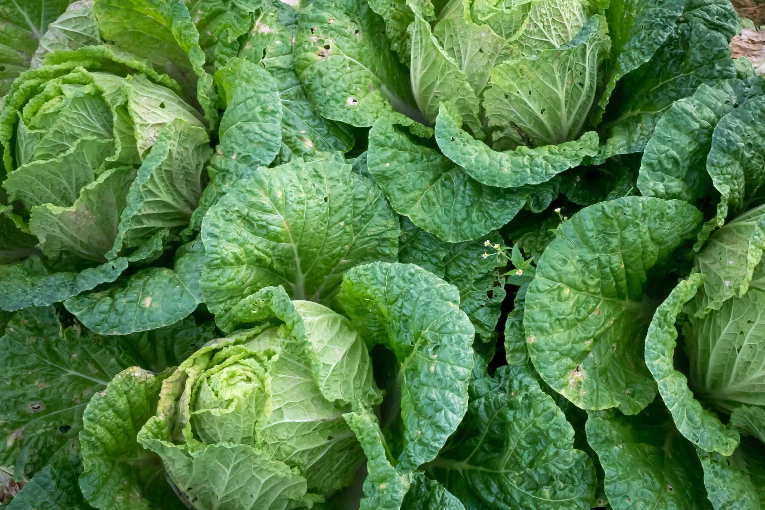 12. Cabbage