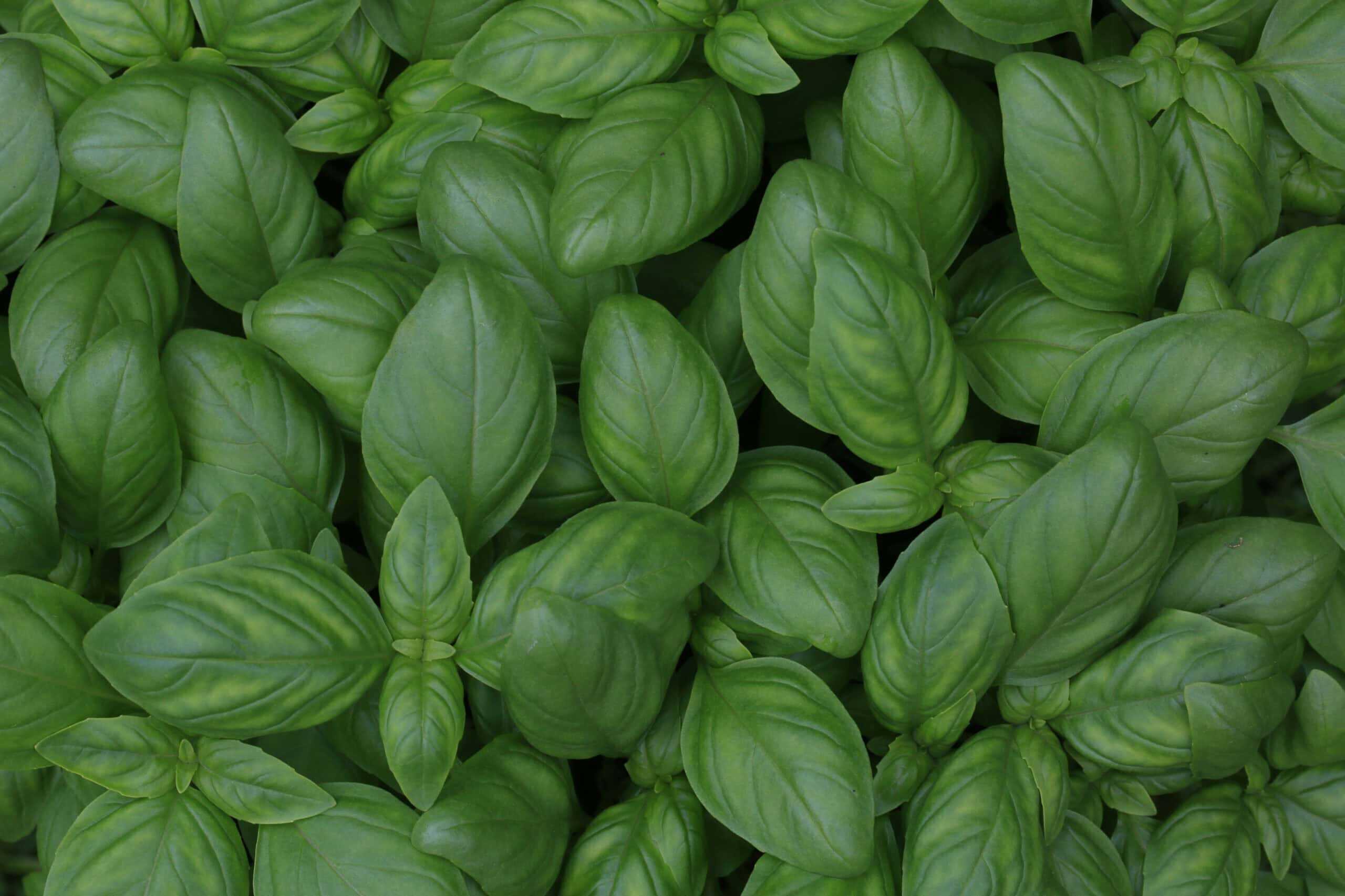 2. Spinach