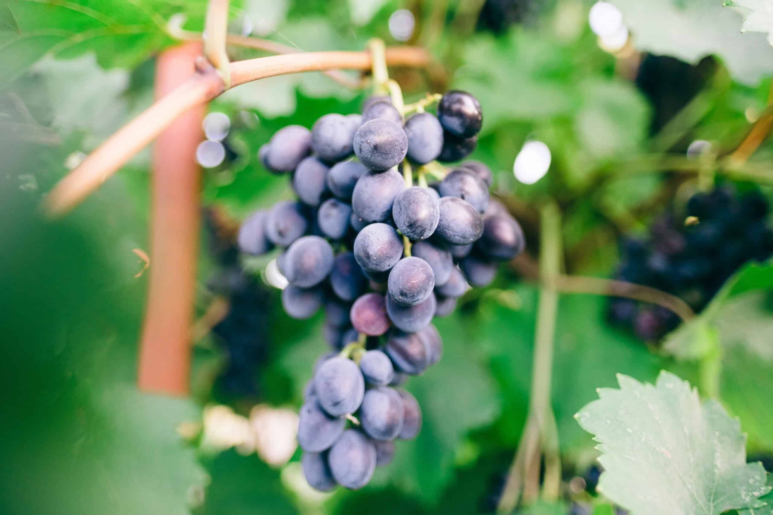 4. Grapes