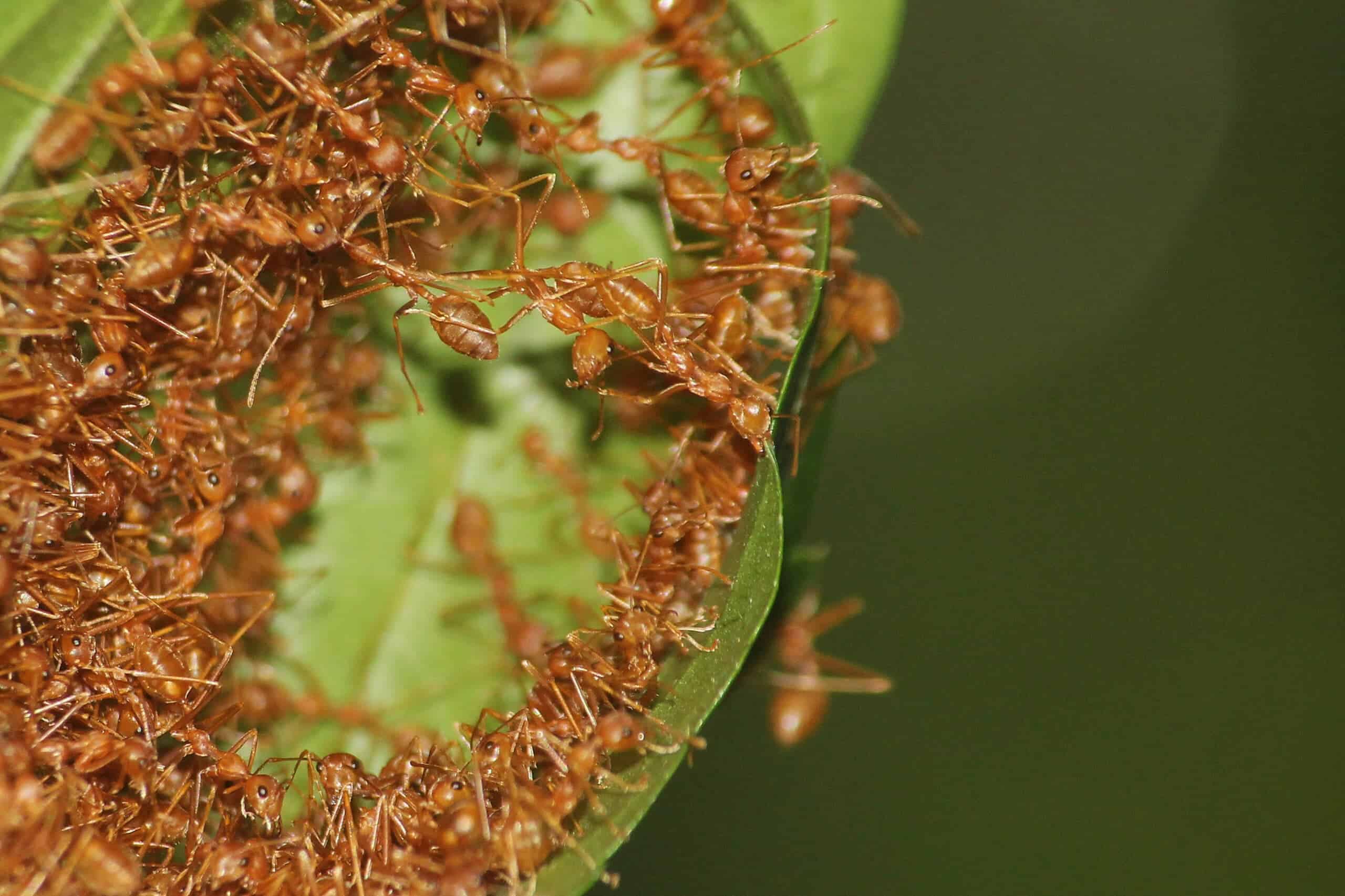10. Insect Protein