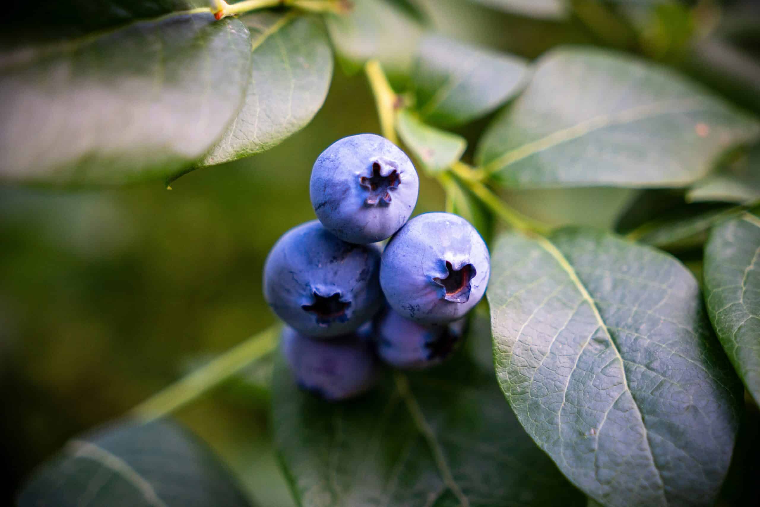 12. Blueberries