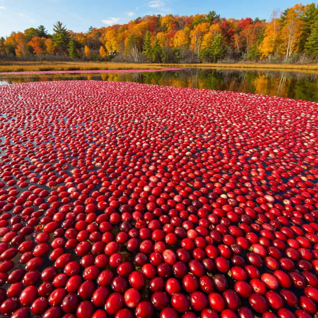 13. Cranberries